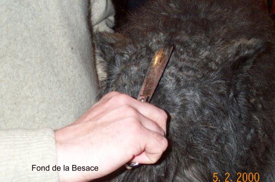 Coupe tete1.1.JPG (37891 octets)